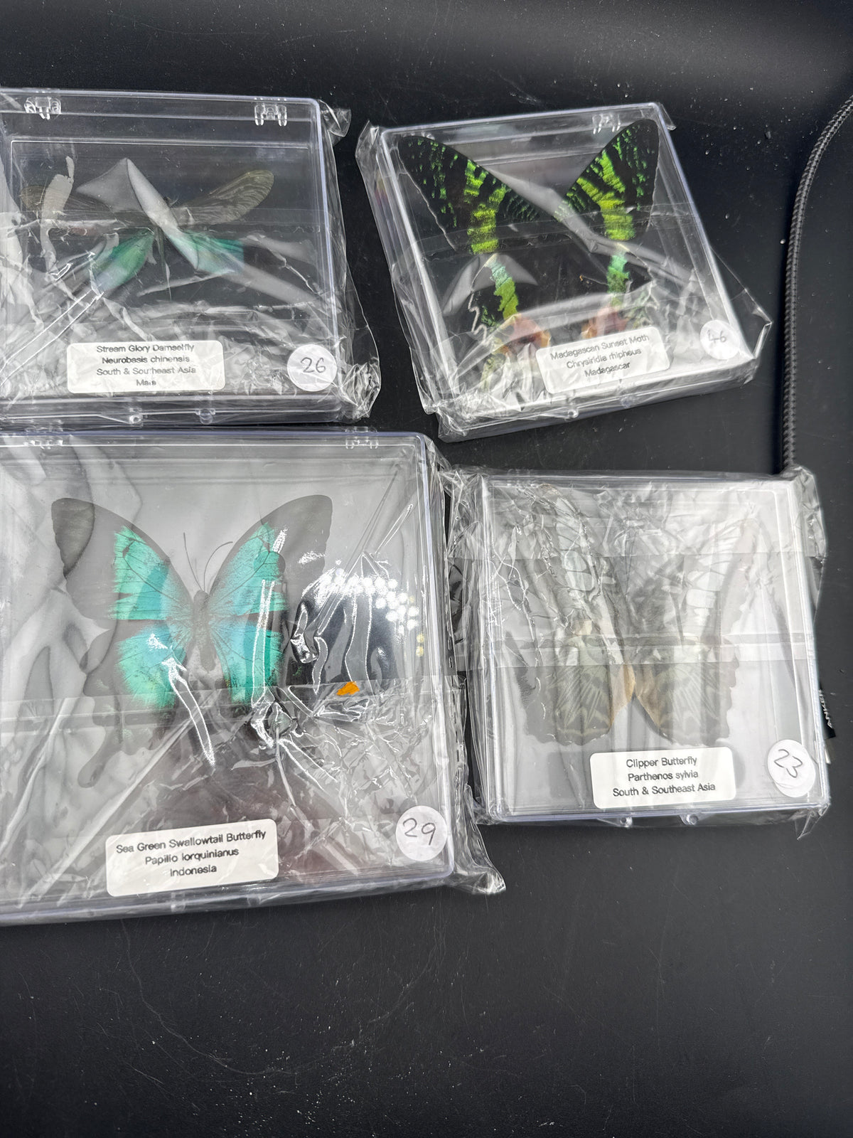 Embla’s Butterfly’s
