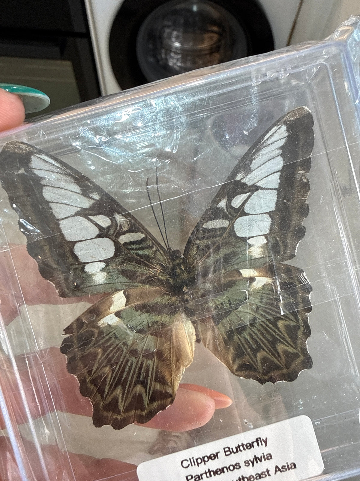 Embla’s Butterfly’s