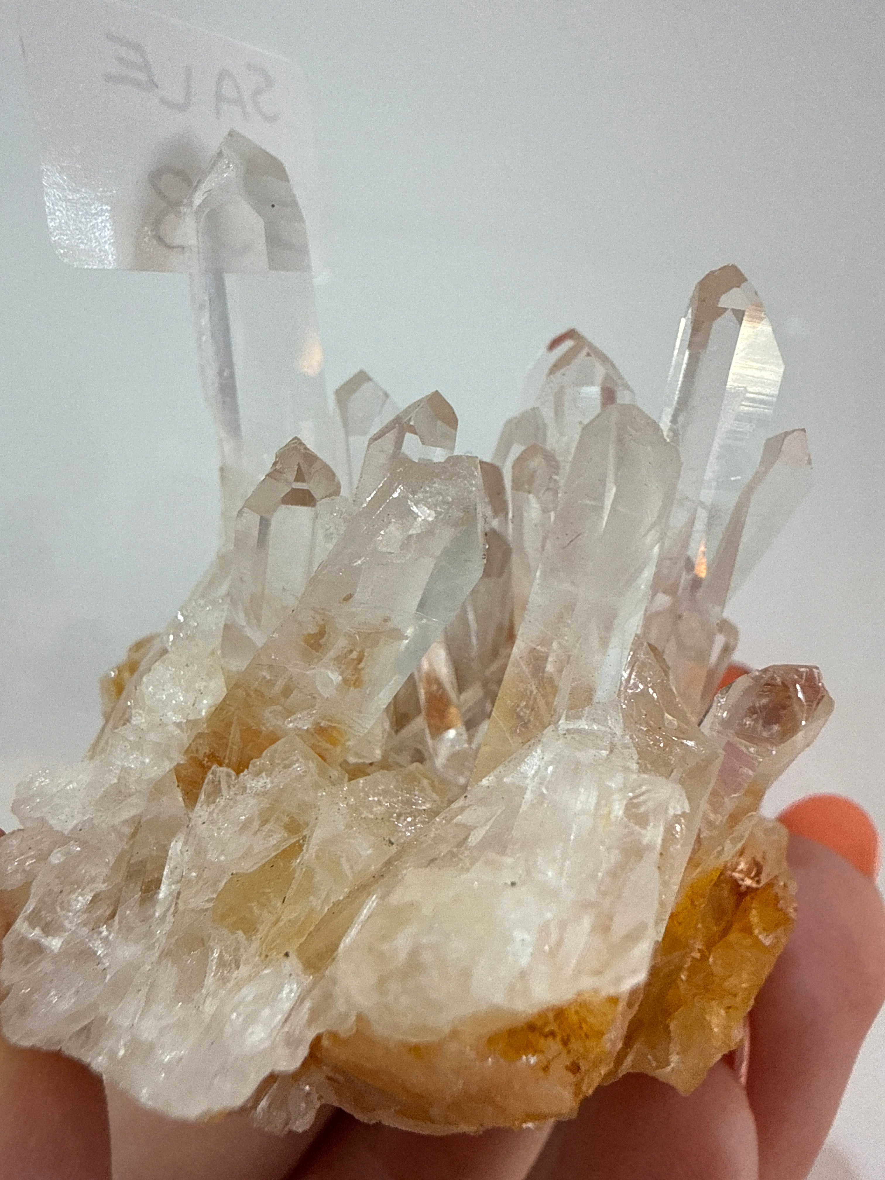 Lilith’s live basket