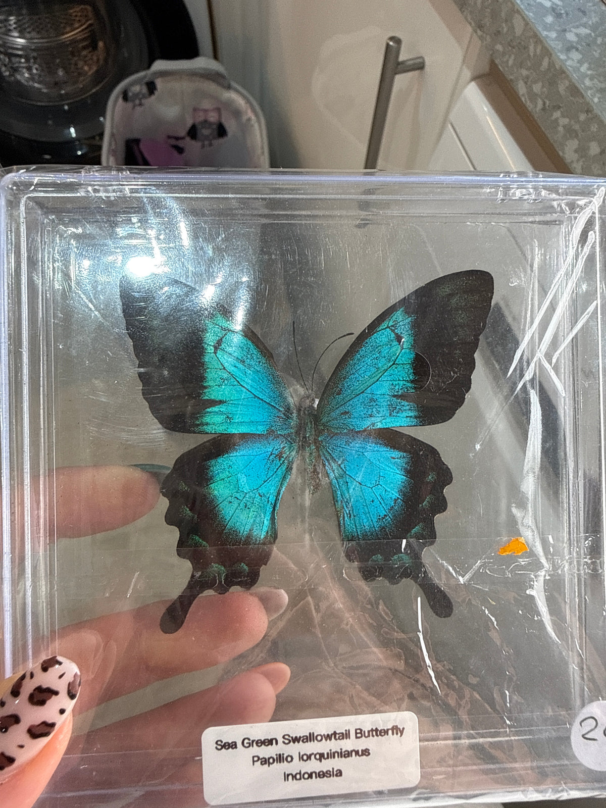 Embla’s Butterfly’s