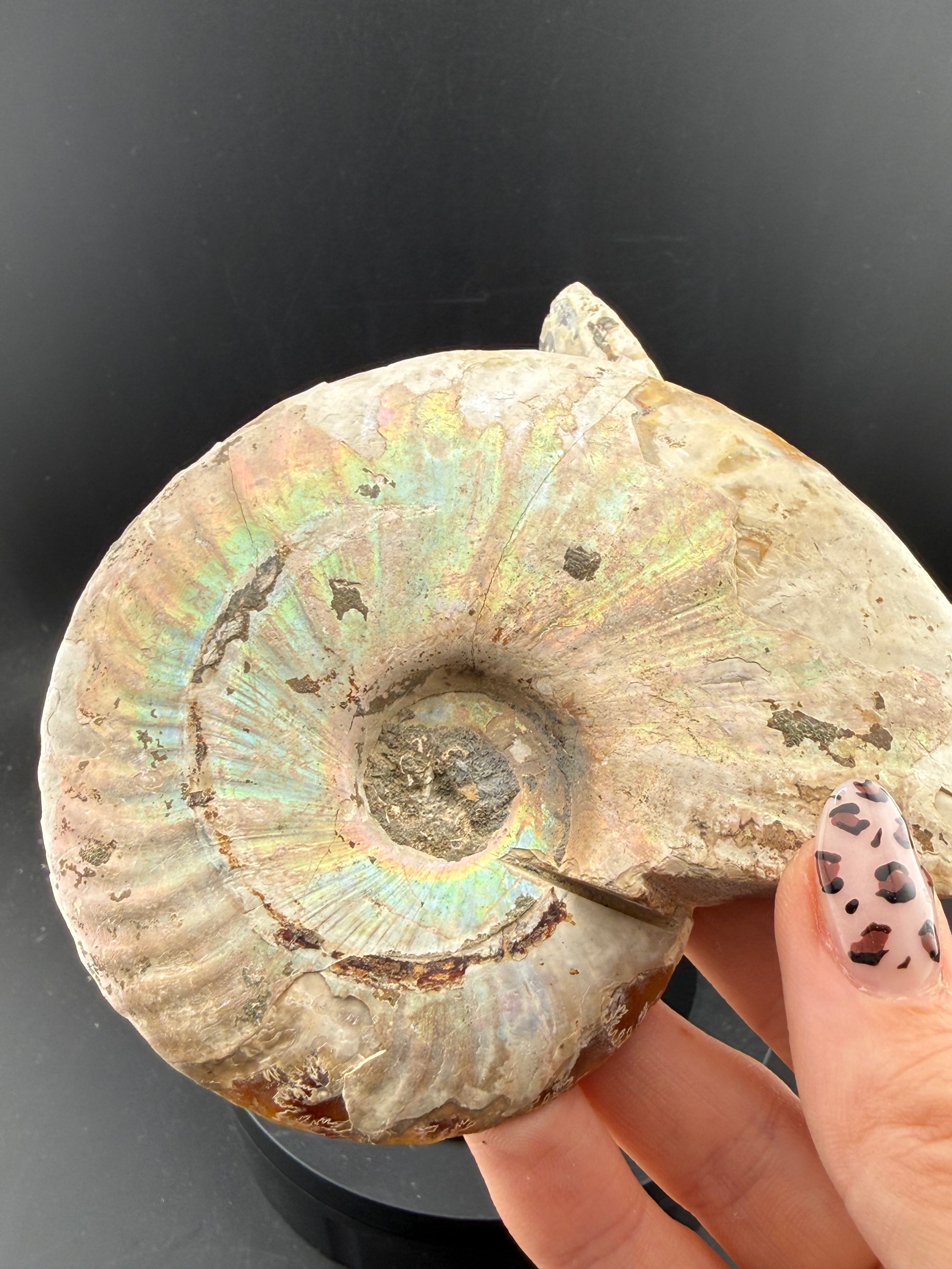 IRIDESCENT MADAGASCAR AMMONITE SPLIT PAIR ON CUSTOM STAND