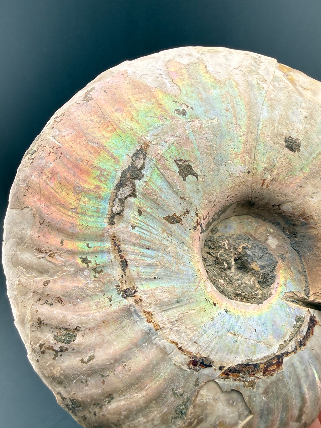 IRIDESCENT MADAGASCAR AMMONITE SPLIT PAIR ON CUSTOM STAND