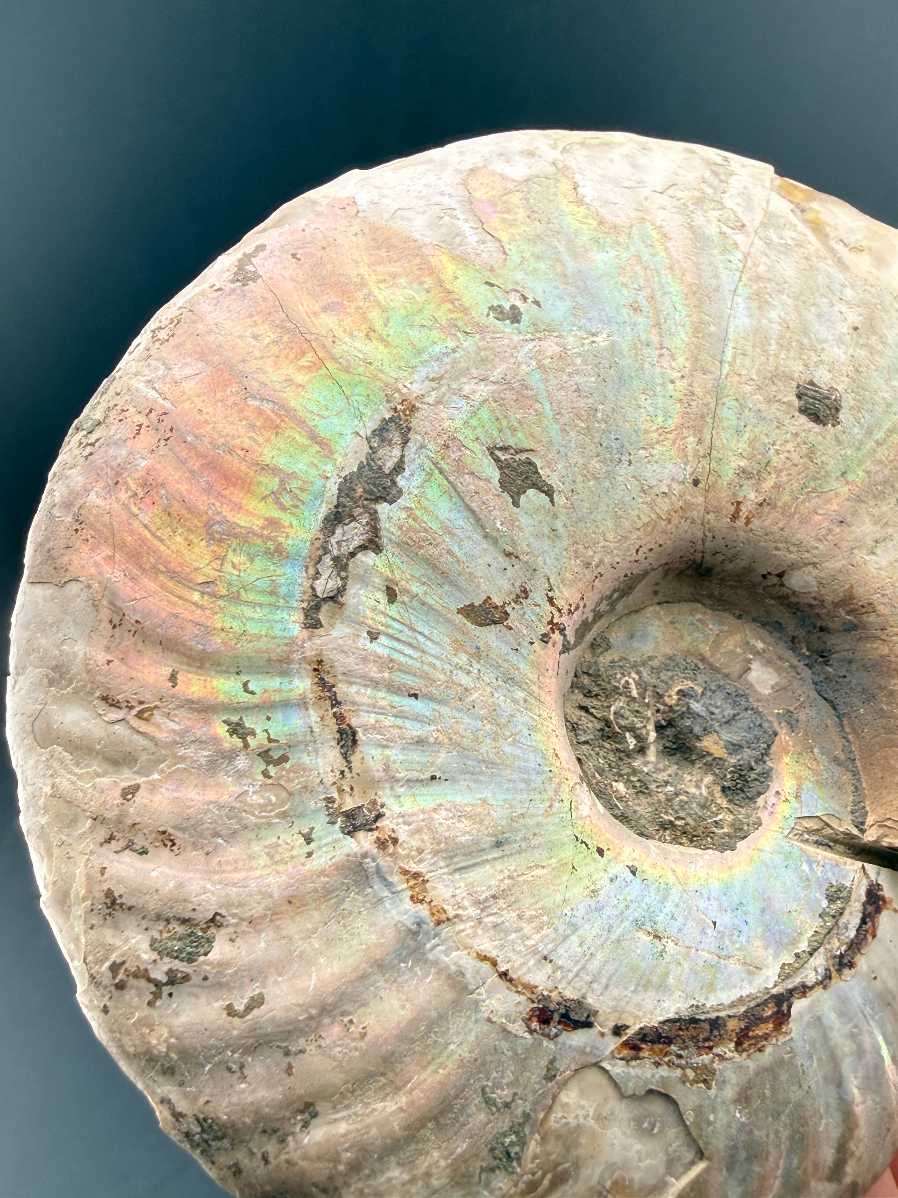 IRIDESCENT MADAGASCAR AMMONITE SPLIT PAIR ON CUSTOM STAND