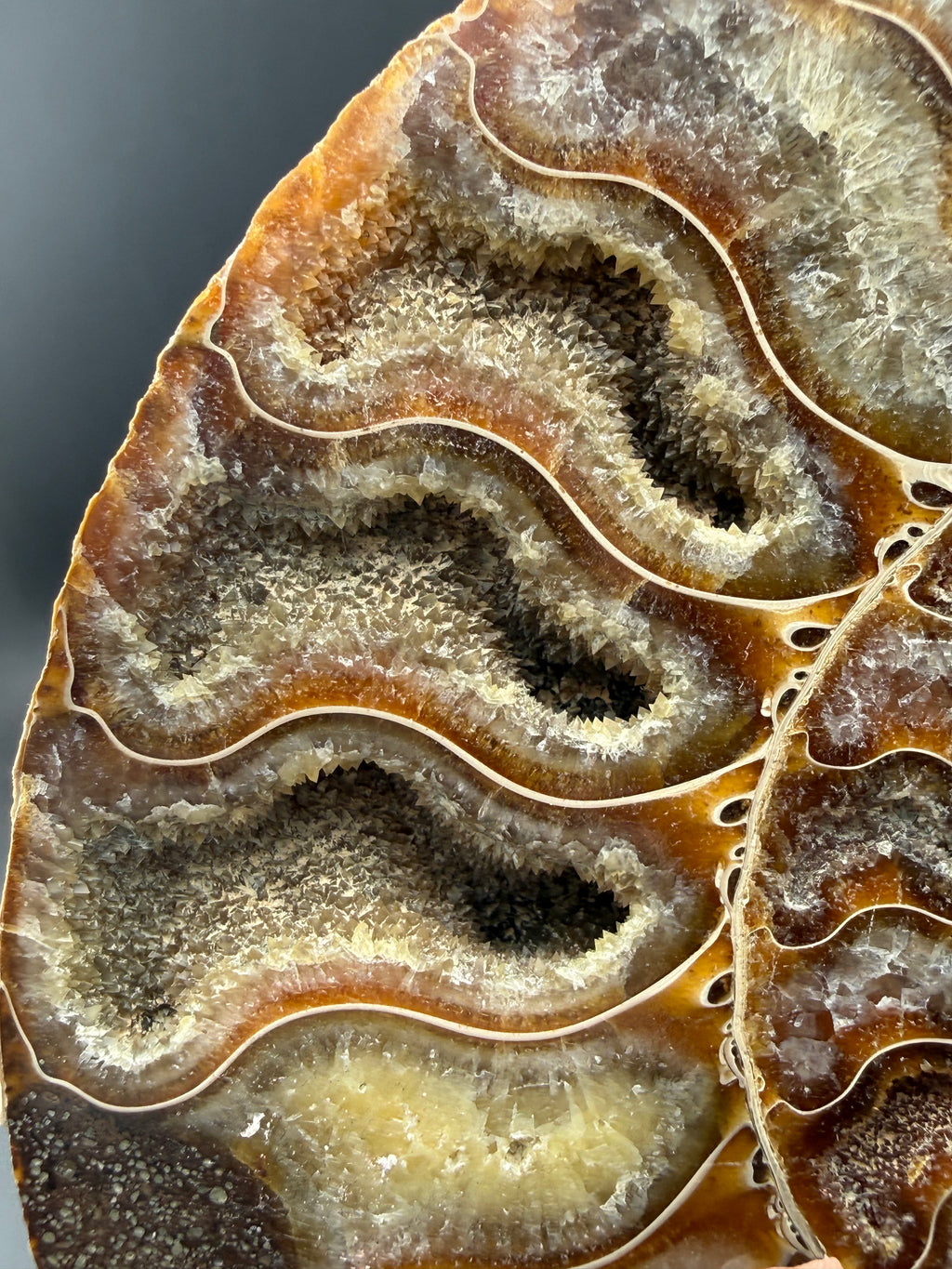 IRIDESCENT MADAGASCAR AMMONITE SPLIT PAIR ON CUSTOM STAND