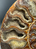 IRIDESCENT MADAGASCAR AMMONITE SPLIT PAIR ON CUSTOM STAND