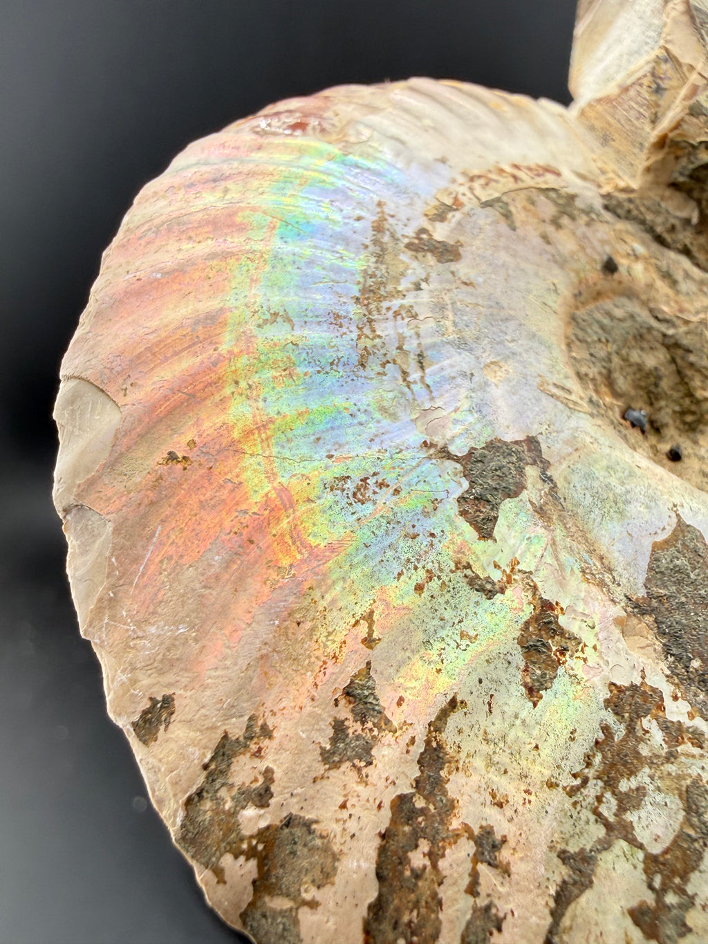 IRIDESCENT MADAGASCAR AMMONITE SPLIT PAIR ON CUSTOM STAND