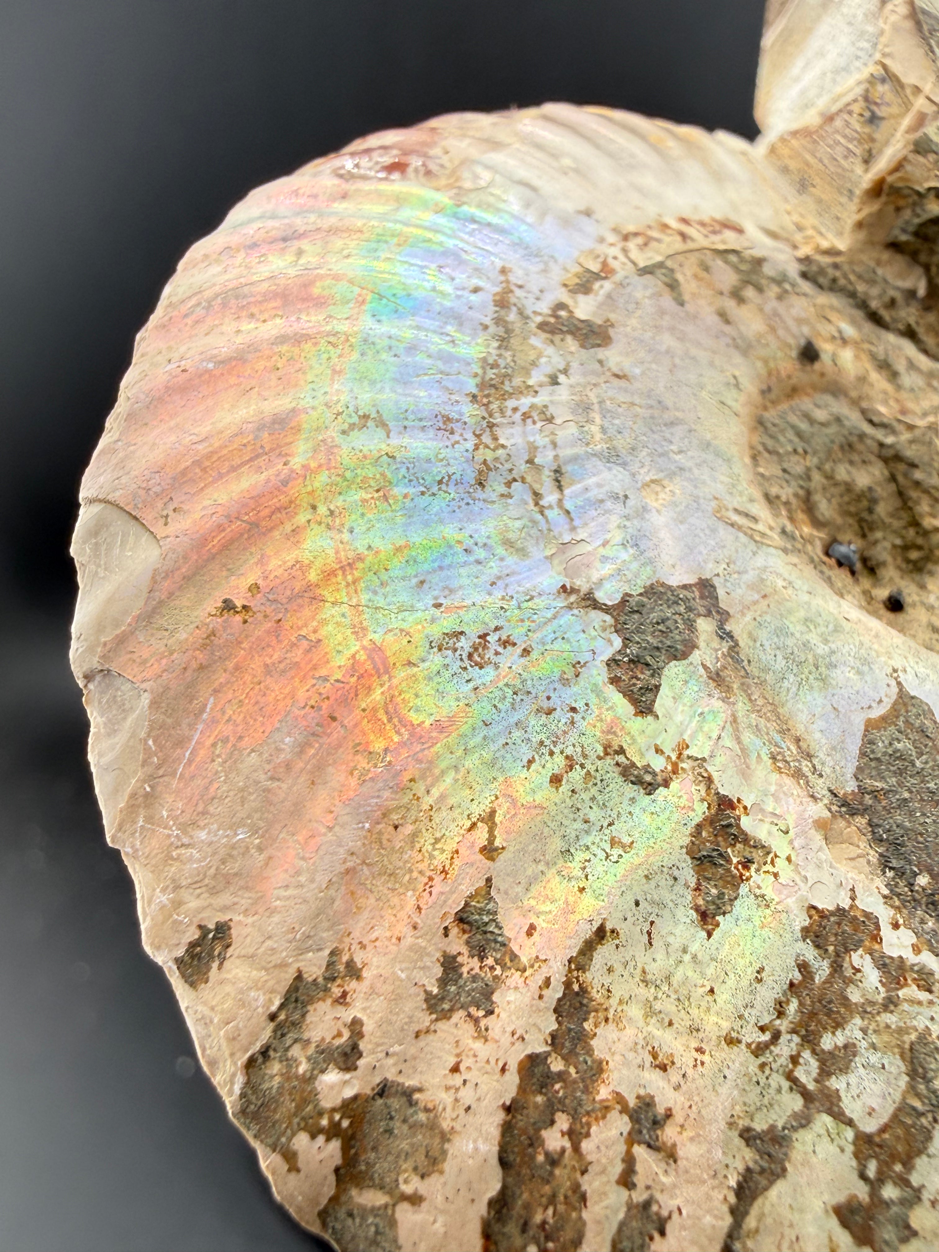 IRIDESCENT MADAGASCAR AMMONITE SPLIT PAIR ON CUSTOM STAND