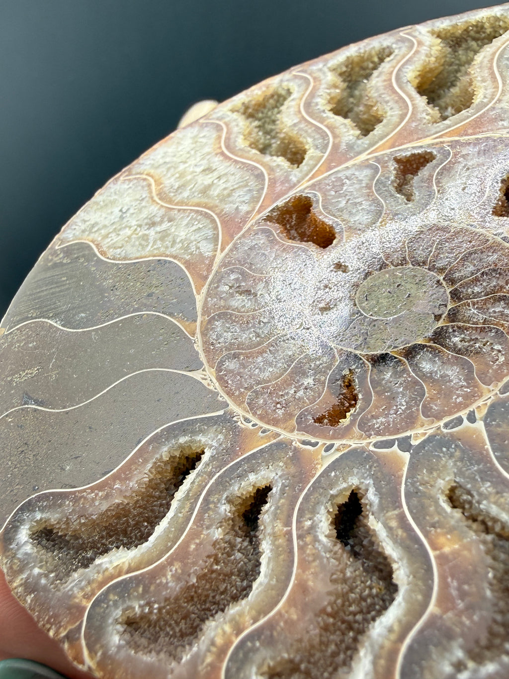 IRIDESCENT MADAGASCAR AMMONITE SPLIT PAIR ON CUSTOM STAND