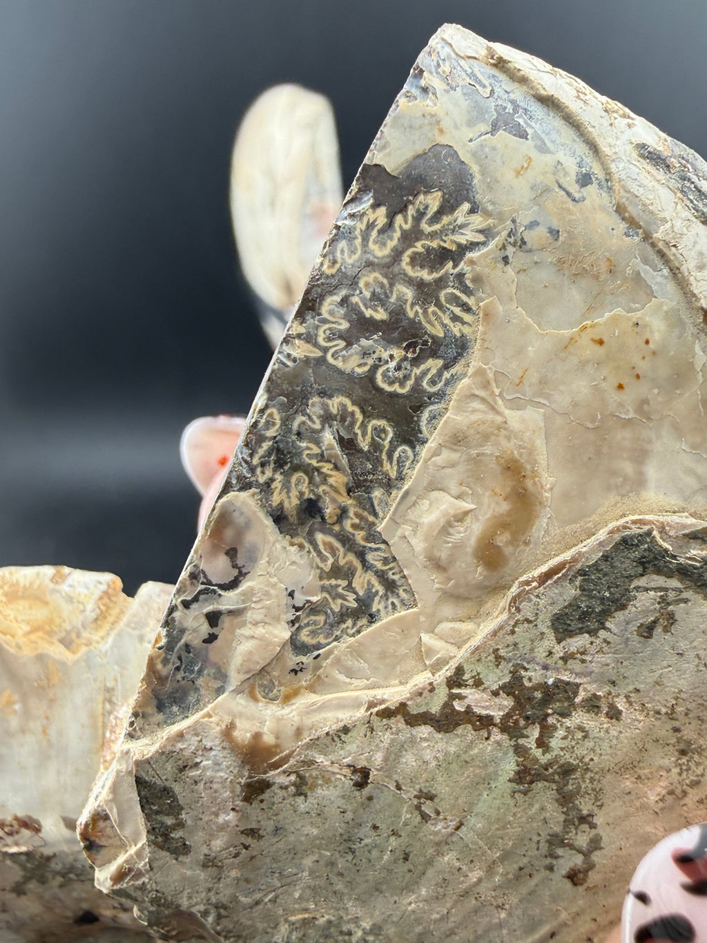 IRIDESCENT MADAGASCAR AMMONITE SPLIT PAIR ON CUSTOM STAND