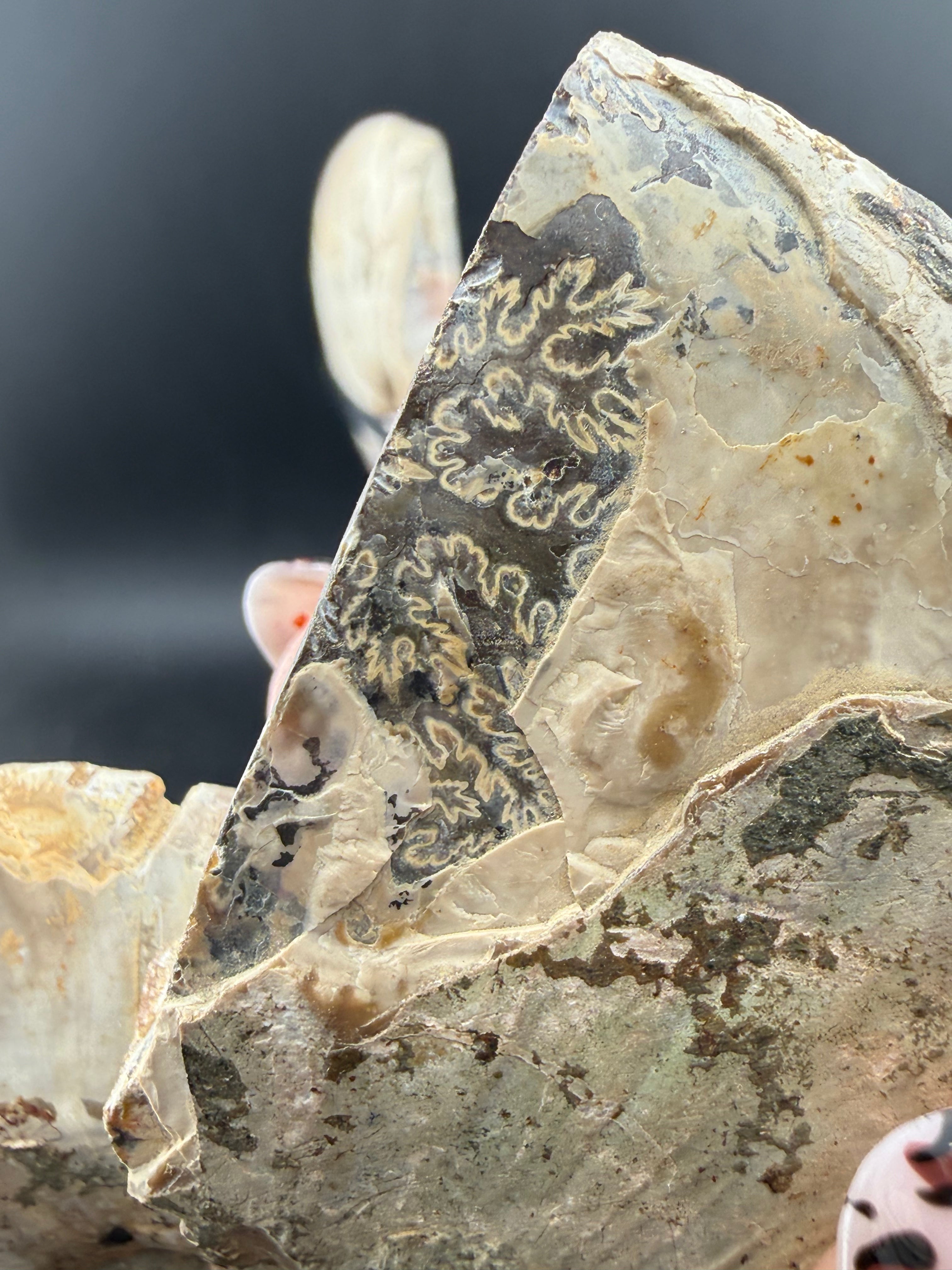 IRIDESCENT MADAGASCAR AMMONITE SPLIT PAIR ON CUSTOM STAND