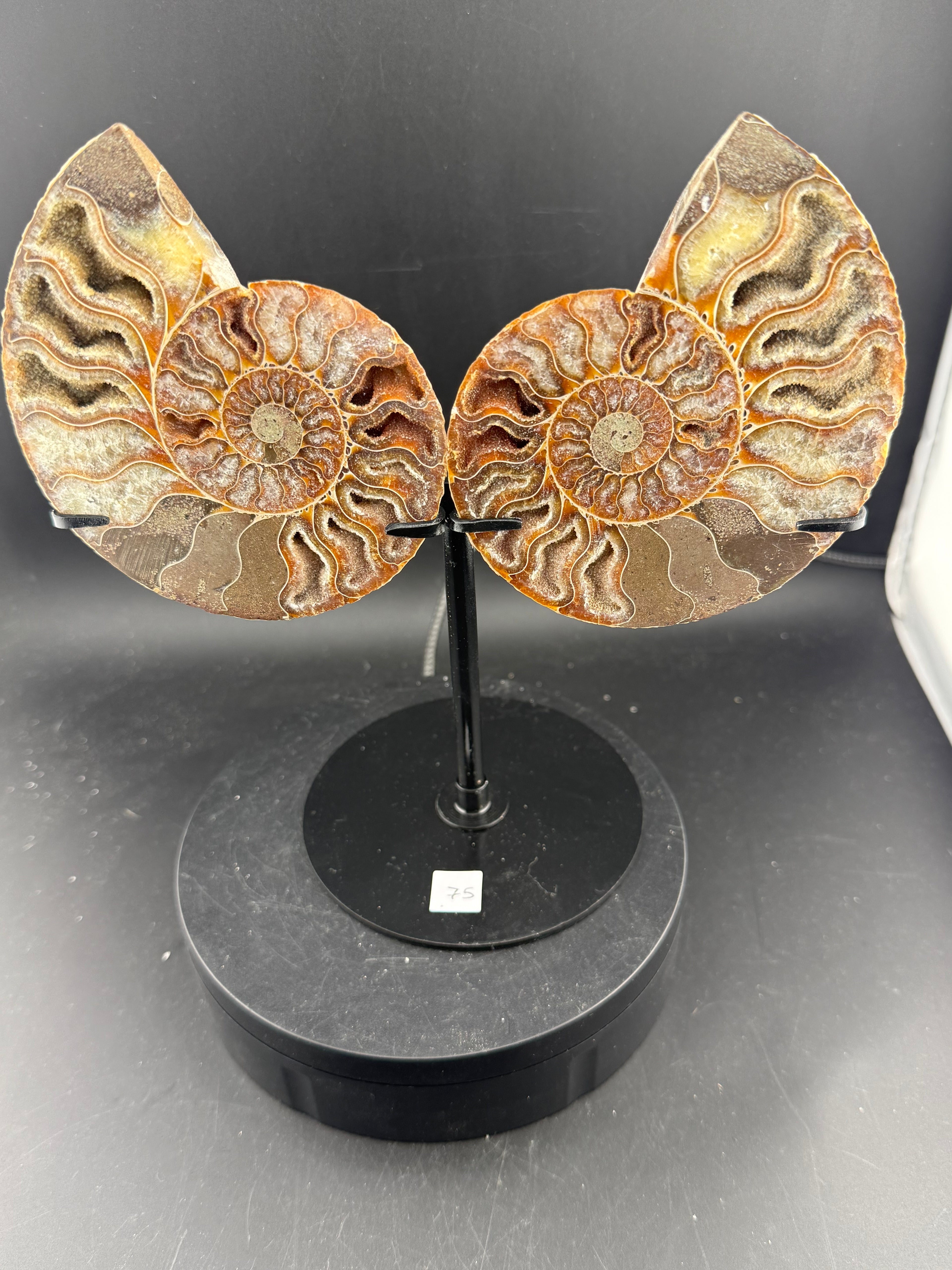 IRIDESCENT MADAGASCAR AMMONITE SPLIT PAIR ON CUSTOM STAND