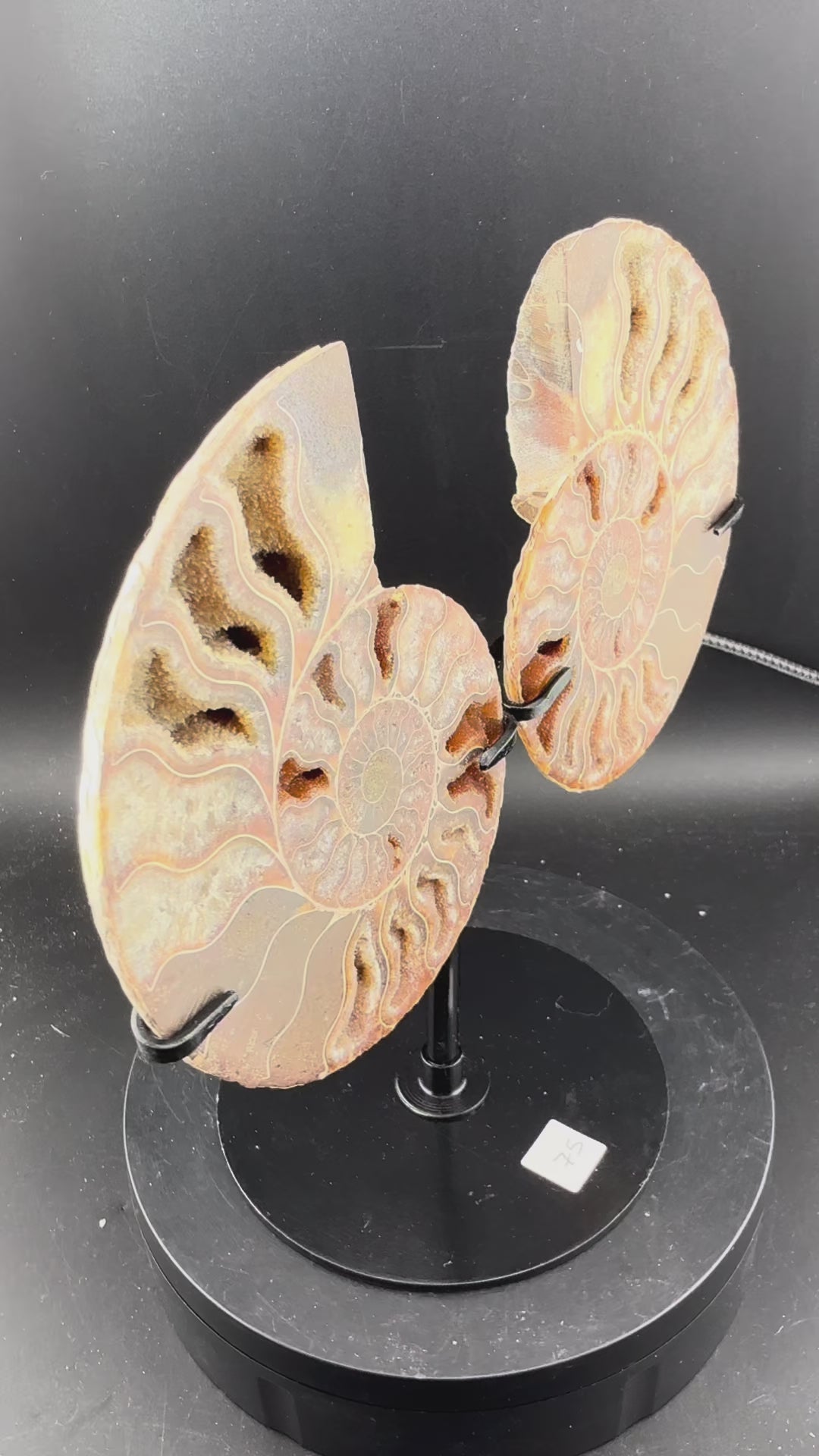 IRIDESCENT MADAGASCAR AMMONITE SPLIT PAIR ON CUSTOM STAND