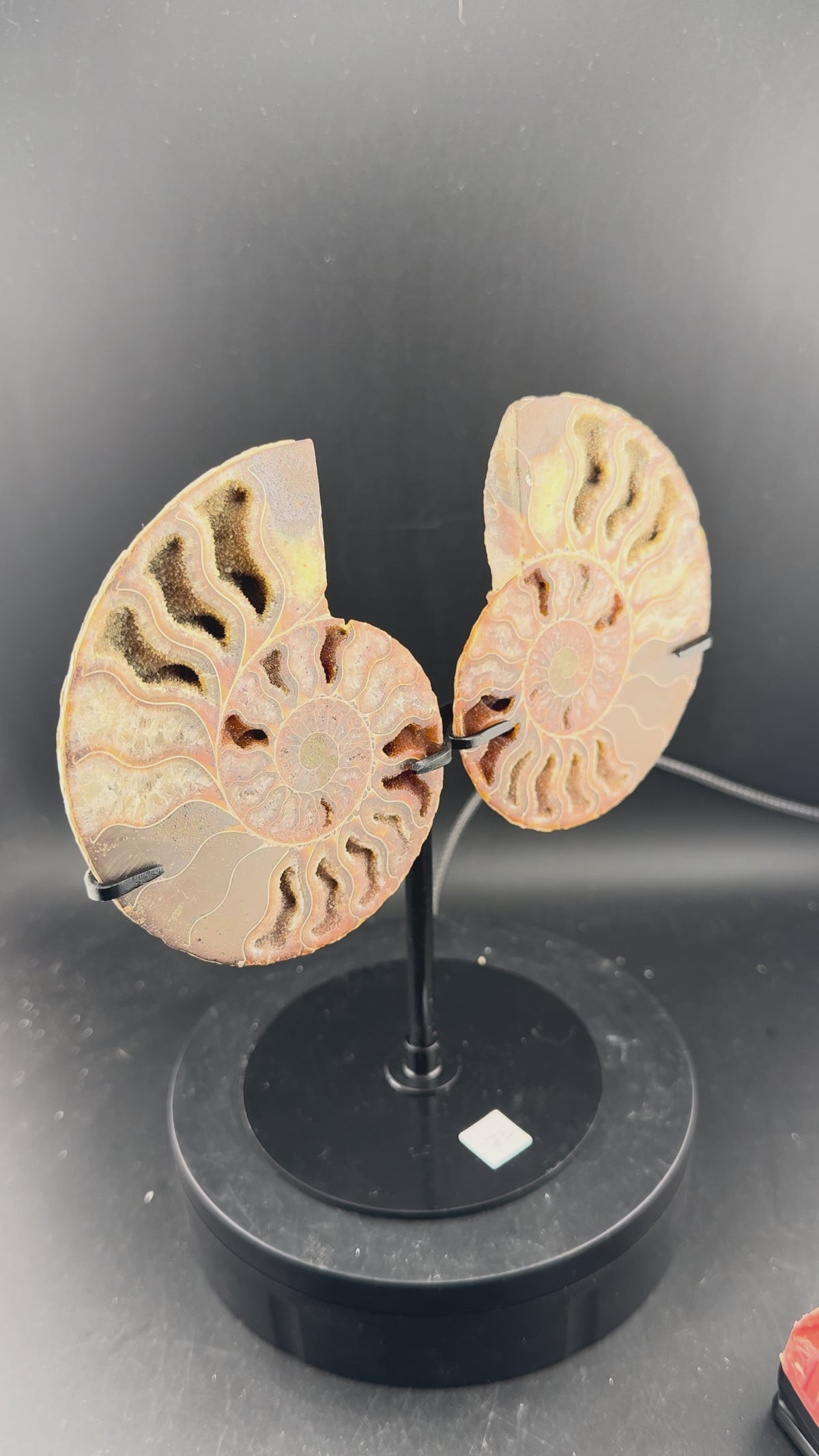 IRIDESCENT MADAGASCAR AMMONITE SPLIT PAIR ON CUSTOM STAND